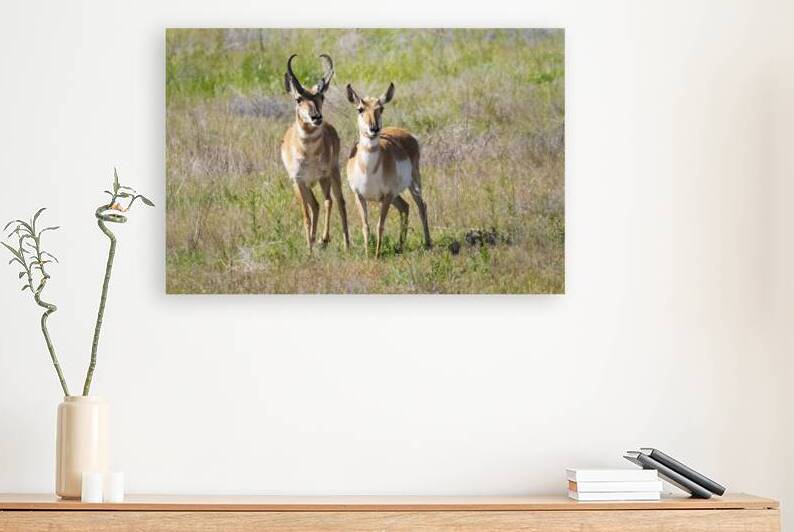 Cute Couple - Pronghorn Buck and Doe - Modoc County California by Mike Lee