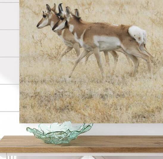 Pronghorn Bucks in Lassen County California by Mike Lee