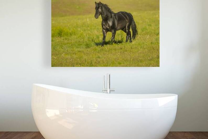 Smoke Creek Stallion - Lassen County California by Mike Lee