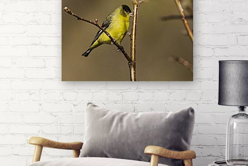Adult Male Lesser Goldfinch Spinus psaltria in a tree - Lassen County California USA by Mike Lee