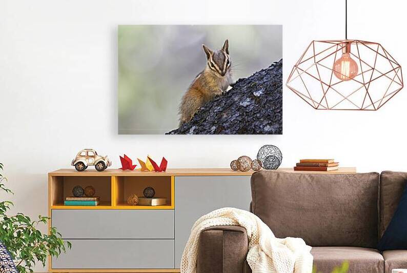 Mischievous - Least Chipmunk in Plumas County California by Mike Lee