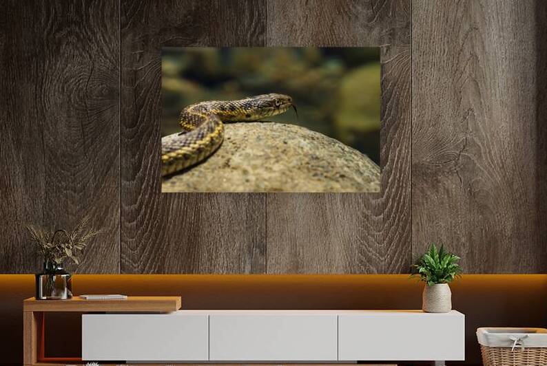 Dont Hate Me Because Im Beautiful - Western Terrestrial Garter Snake by Mike Lee