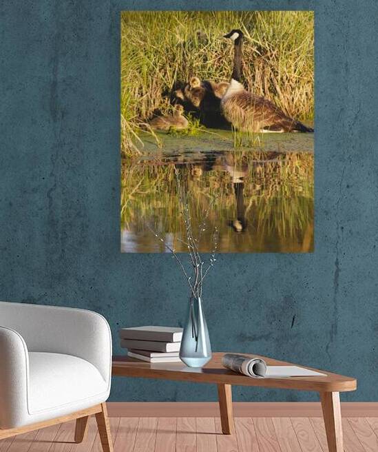 Watching Over - Canada Goose Parent at Baum Lake - Shasta County California by Mike Lee