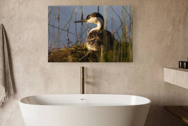 Nesting Grebe - Antelope Lake - Plumas County California by Mike Lee