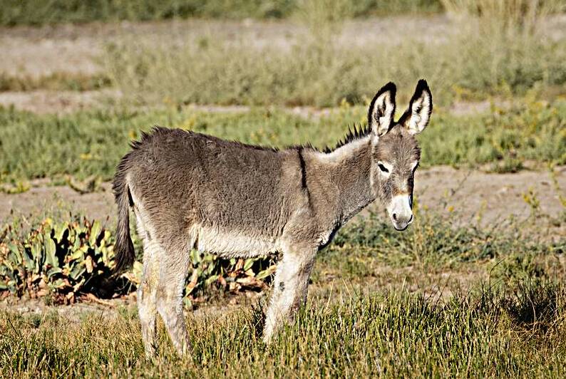 Beatty Baby - Burro Foal near Beatty Nevada by Mike Lee
