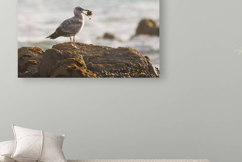 Coastal Dinner for One - Asilomar State Beach - Pacific Grove California by Mike Lee