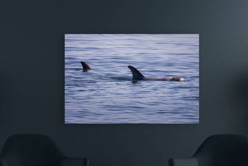 Risso’s Dolphins Surfacing in Monterey Bay California by Mike Lee
