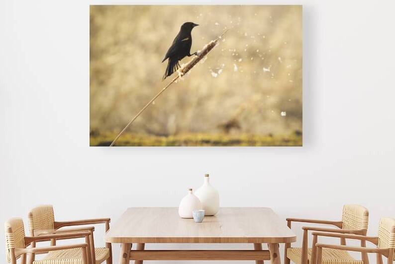 Red Winged Blackbird on Cattail - Lassen County California by Mike Lee