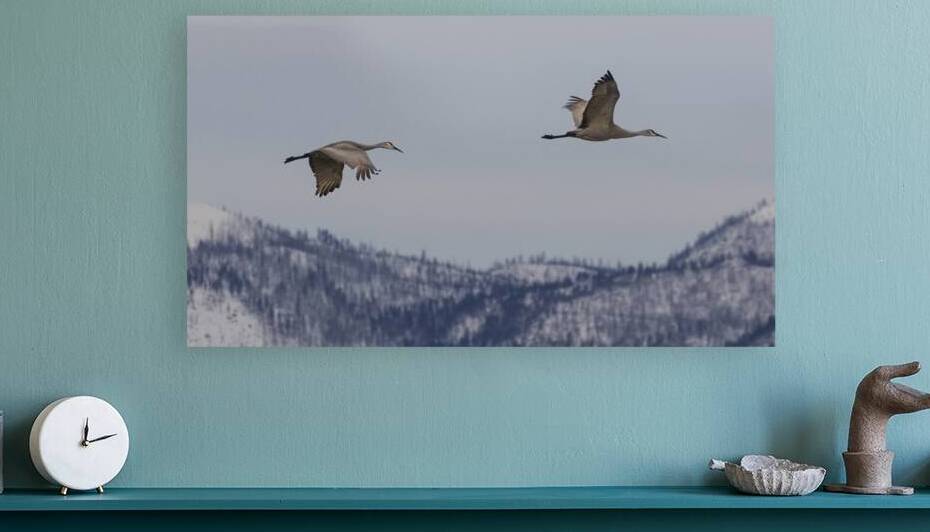 Sandhill Cranes at Dawn - Lassen County California by Mike Lee