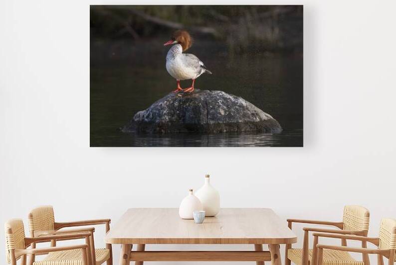Merganser Hen on a Rock - Sacramento River - Redding CA by Mike Lee