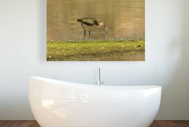White Faced Ibis Hunting in the Shallows   Lassen County California by Mike Lee