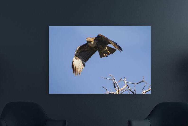 Juvenile Red Tailed Hawk in Flight Over Lava Beds National Monument by Mike Lee