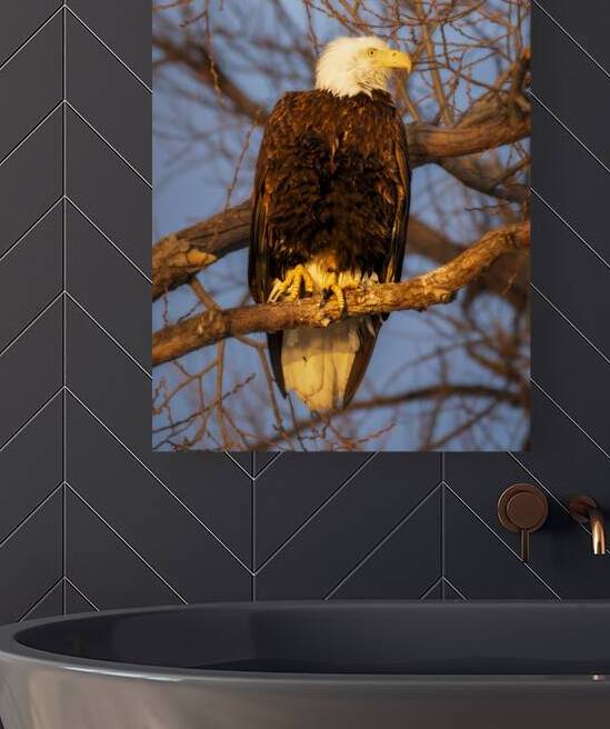 Golden Hour Bald Eagle - Lower Klamath Refuge - Siskiyou County California  by Mike Lee