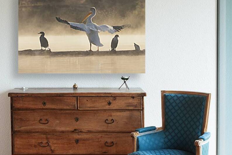 Hey Buddy Do Ya MIND - Pelican and Cormorants in Plumas County California by Mike Lee