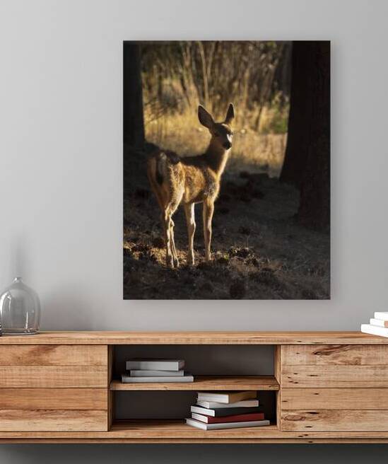 Muley Fawn in Dappled Light - Lassen County California by Mike Lee