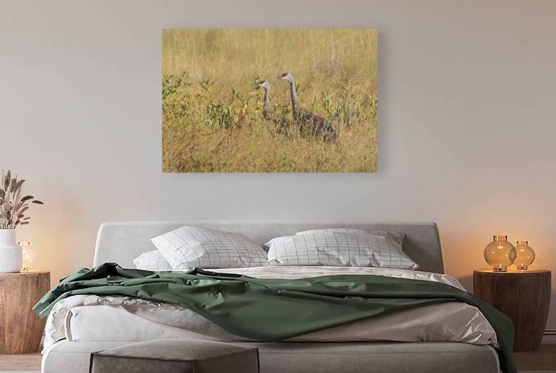 Sandhill Crane Pair in Golden Light - Lassen County California by Mike Lee