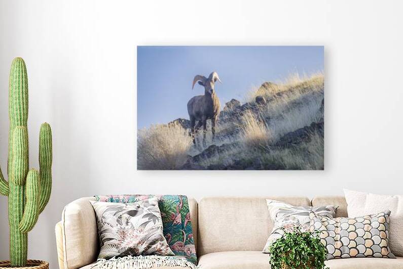 Young Bighorn Ram in the High Desert - California Nevada Line by Mike Lee