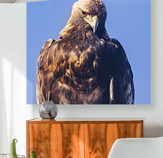 Golden Eagle Portrait - Lassen County California by Mike Lee