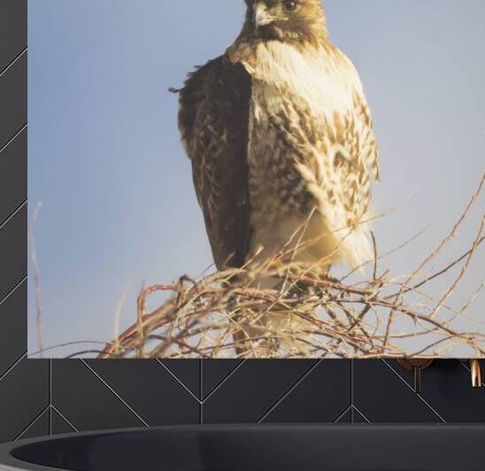 Young Red Tail in Winter Light - Lassen County California by Mike Lee