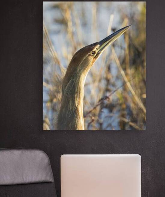 American Bittern Head Shot - Sacramento NWR - Glenn County California by Mike Lee