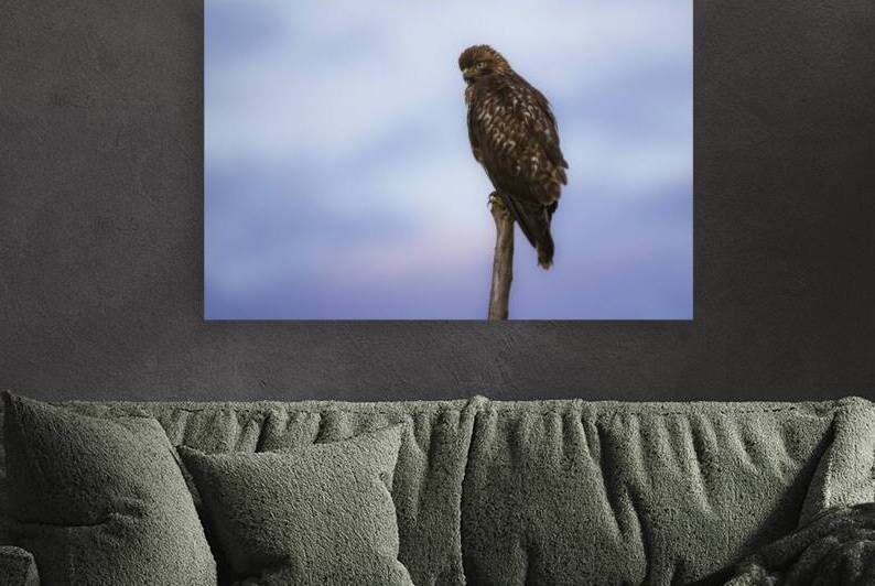 Dawn Red Tail - Sacramento National Wildlife Refuge - Glenn County California by Mike Lee