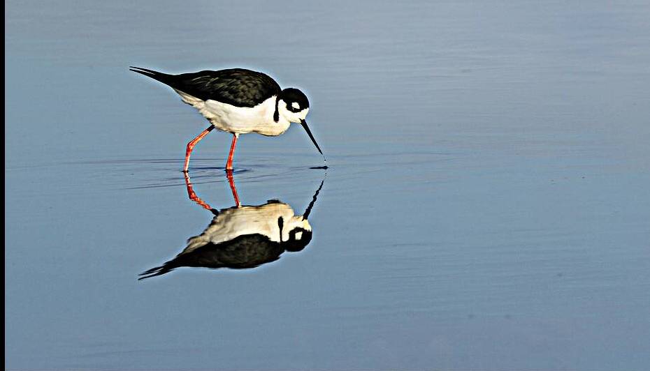 Black necked Stilt in the Mirror - Sacramento NWR - Glenn County California by Mike Lee