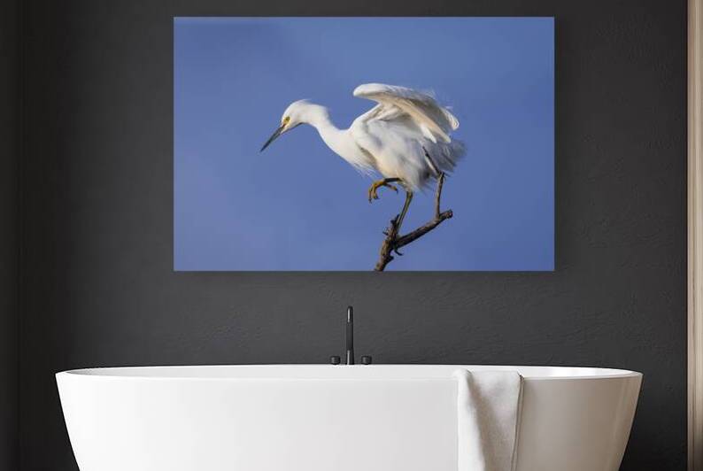 Snowy Egret Balancing Act - Sacramento National Wildlife Refuge - Glenn County California  by Mike Lee