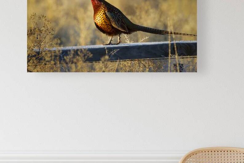 Ring necked Pheasant Rooster in Warm Morning Light - Lassen County California by Mike Lee