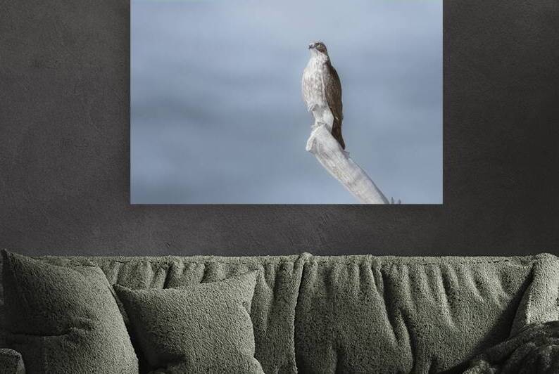 Red tailed Hawk on a Weathered Snag - Infrared - Sacramento NWR by Mike Lee