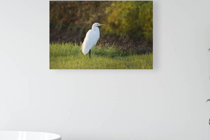 Great Egret in the Grass - Sacramento NWR - Glenn County California by Mike Lee