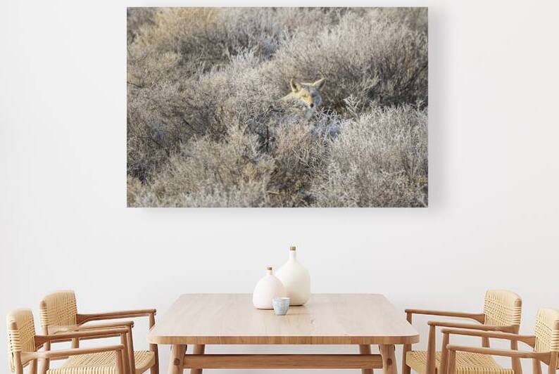 Wile E in Frosty Sage Brush   Lassen County California near the Nevada Line by Mike Lee