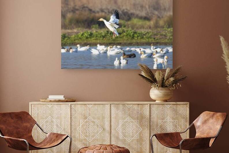 Just Dropping In - Snow goose at the Sacramento NWR - Glenn County California by Mike Lee