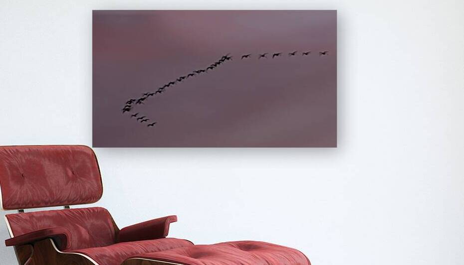 Northbound at Dusk - Snow Geese over Lassen County California by Mike Lee