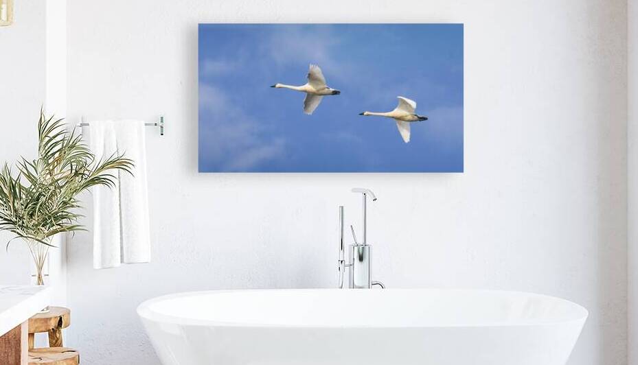 Tundra Swans in Flight - Colusa National Wildlife Refuge - Northern California by Mike Lee