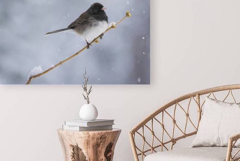 Dark Eyed Junco in Snow - Lassen County California by Mike Lee