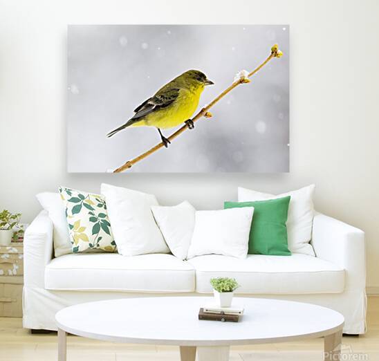 Lesser Goldfinch Perched in Falling Snow – Lassen County California by Mike Lee