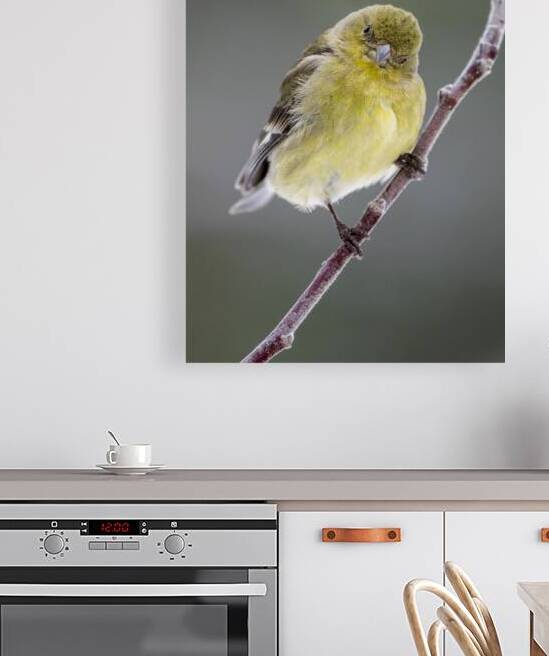 Lesser Goldfinch Female Portrait  - Lassen County California by Mike Lee