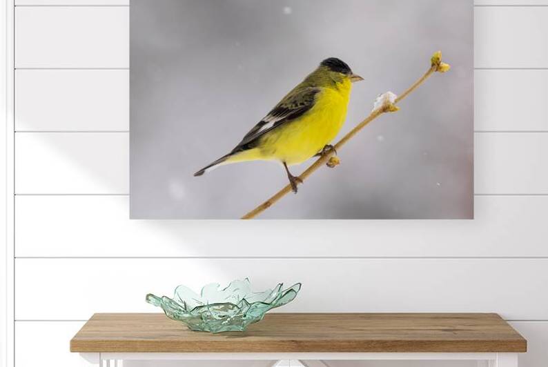 Black Backed Lesser Goldfinch in Snow – Lassen County California by Mike Lee