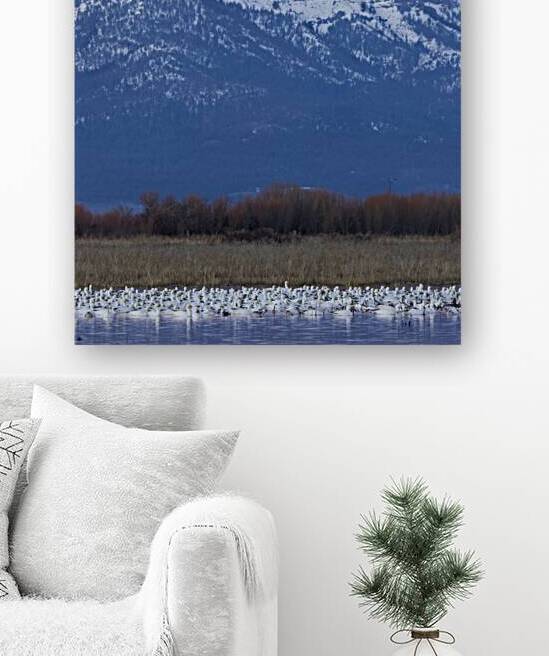 Snow Geese and Thompson Peak at Dawn - Lassen County California by Mike Lee