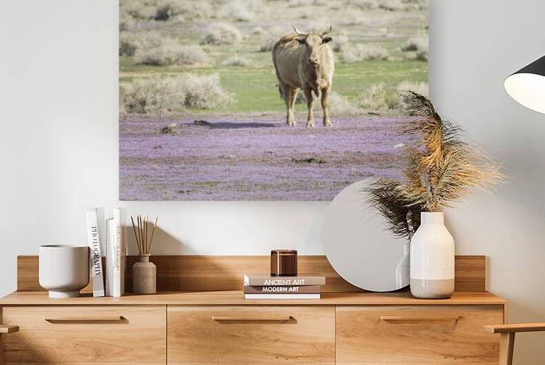 Range Cow and Purple Mat - Smoke Creek Desert - Washoe County Nevada by Mike Lee
