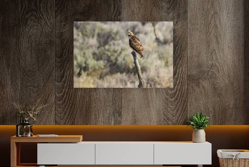 Red Tailed Hawk on a Rustic Post - Lassen County California by Mike Lee