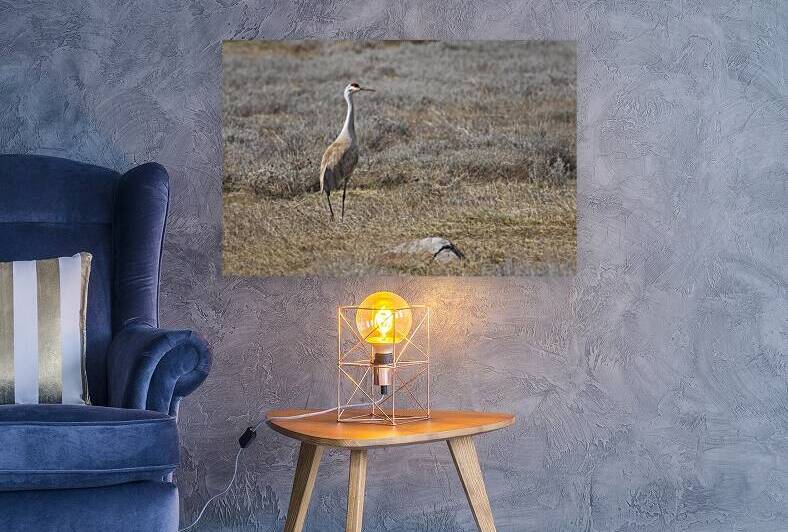 Sandhill Crane on the Flat - Lassen County California by Mike Lee