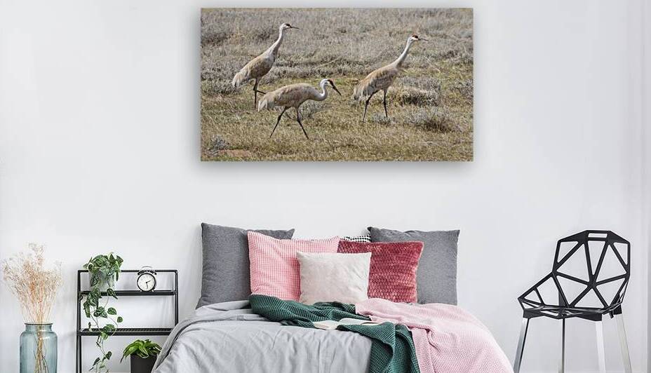 Seeing Triple - Sandhill Cranes in Lassen County California by Mike Lee
