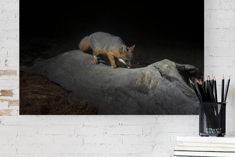 Gray Fox at Night - Lassen County California by Mike Lee