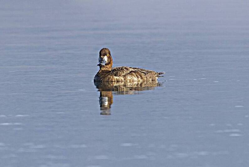 Female Lesser Scaup on Open Water – Eagle Lake – Lassen County California by Mike Lee