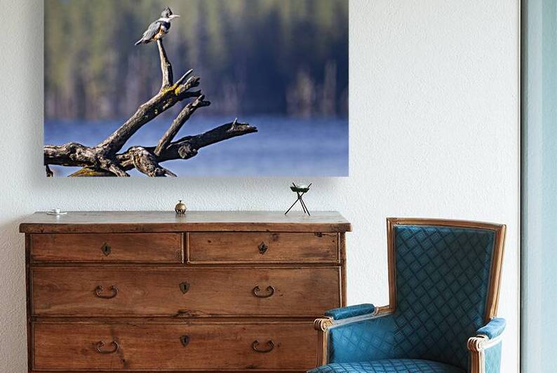 Belted Kingfisher on Driftwood – McCoy Flat Reservoir – Lassen County California by Mike Lee