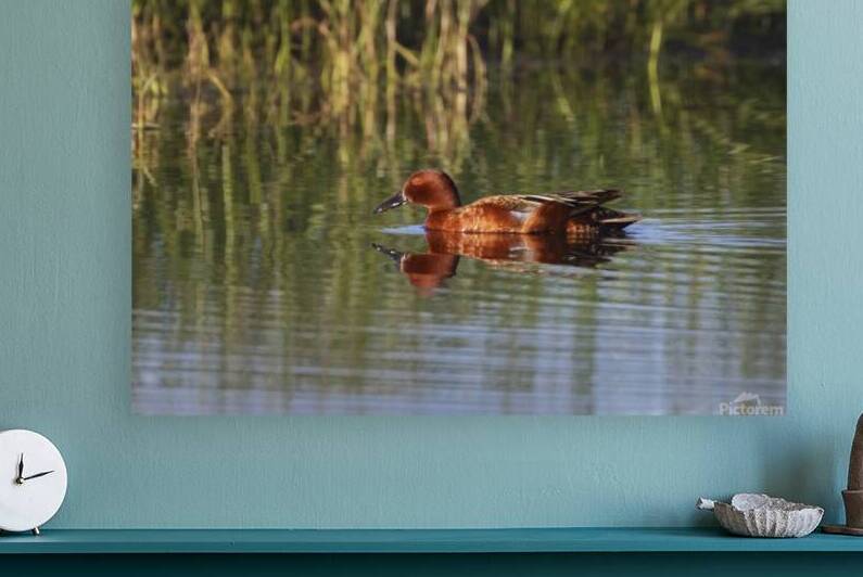 Cinnamon Teal Drake – McCoy Flat Reservoir - Lassen County California by Mike Lee