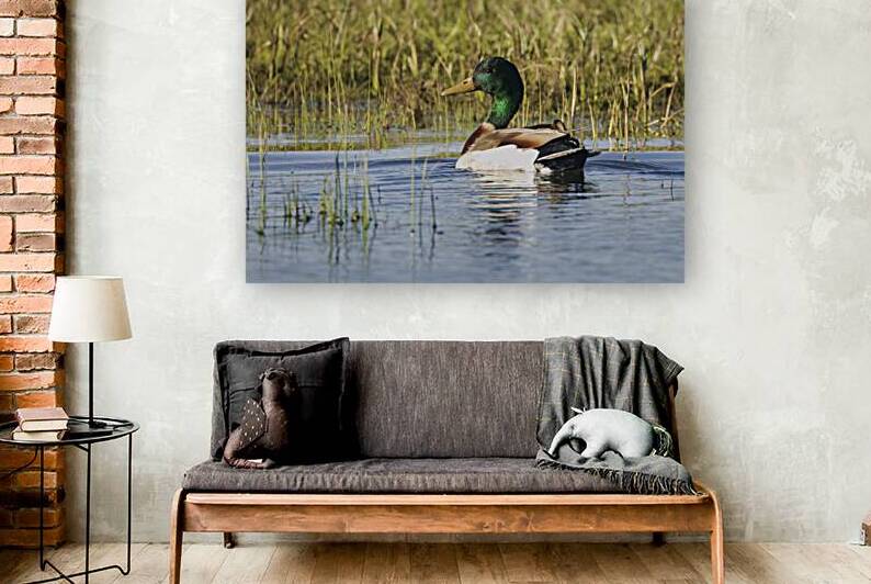 Mallard Drake Swimming – McCoy Flat Reservoir – Lassen County California by Mike Lee