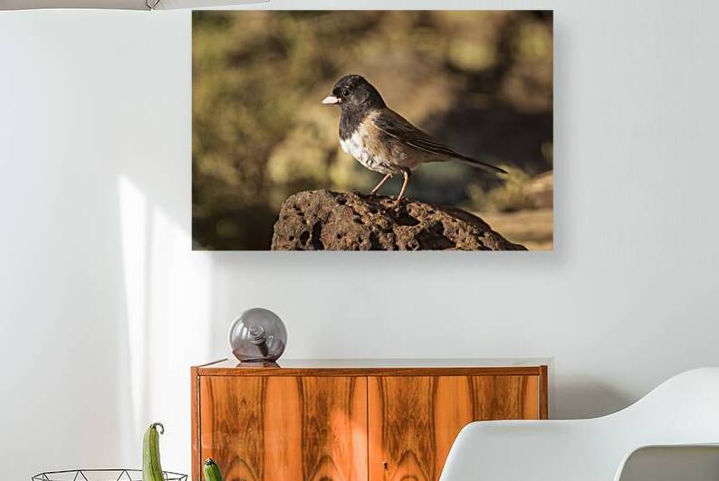 Dark Eyed Junco – Oregon Form   Lassen County California by Mike Lee