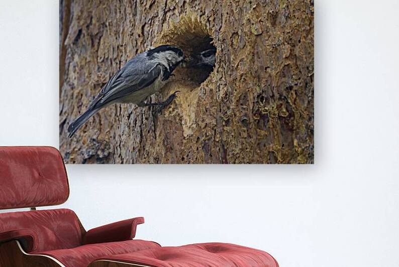 Mountain Chickadee Feeding His Mate - Kyburz Flat - Sierra County California by Mike Lee